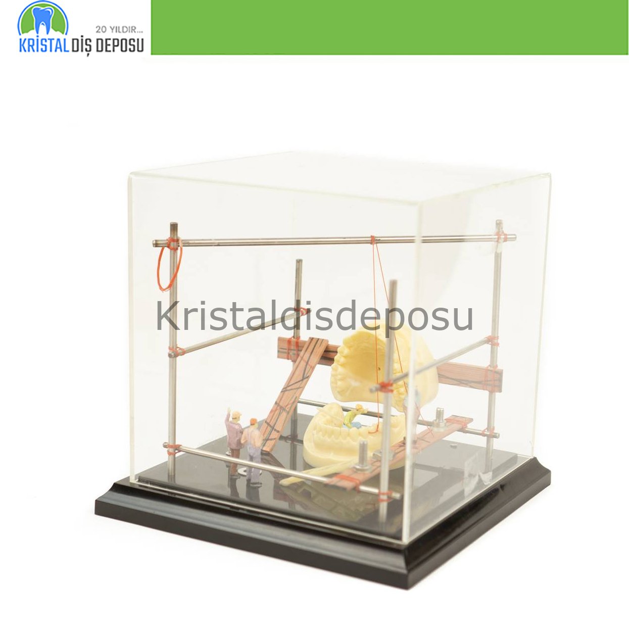 Cam Fanus Küçük Diş Çene Model