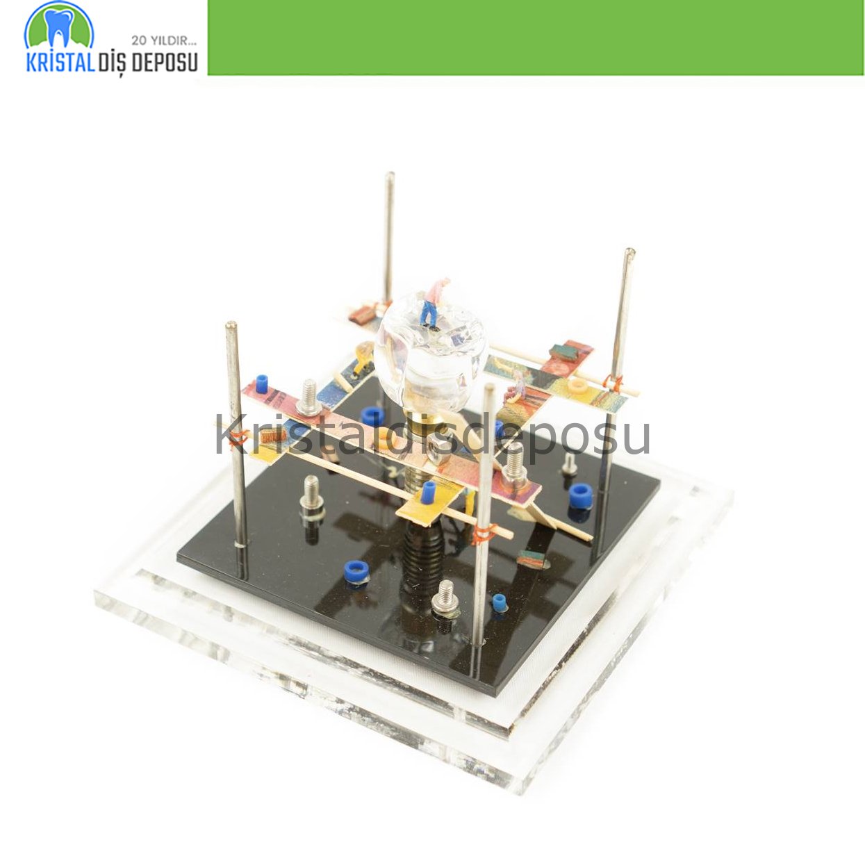 Cam Fanus Molar Diş İmplant Üst Model